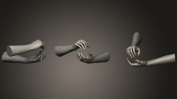 Anatomy of skeletons and skulls (ANTM_0495) 3D model for CNC machine